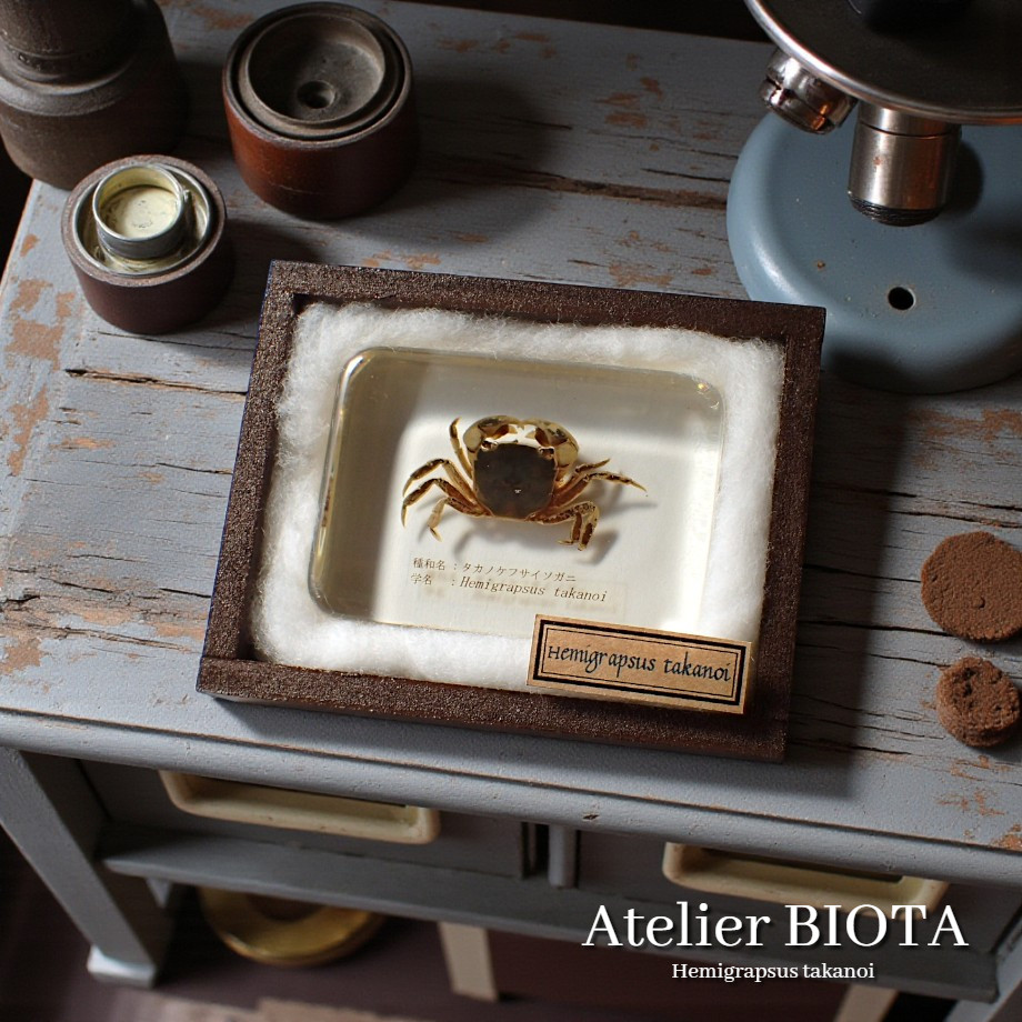 タカノケフサイソガニ樹脂封入標本 L (木製標本箱入り)