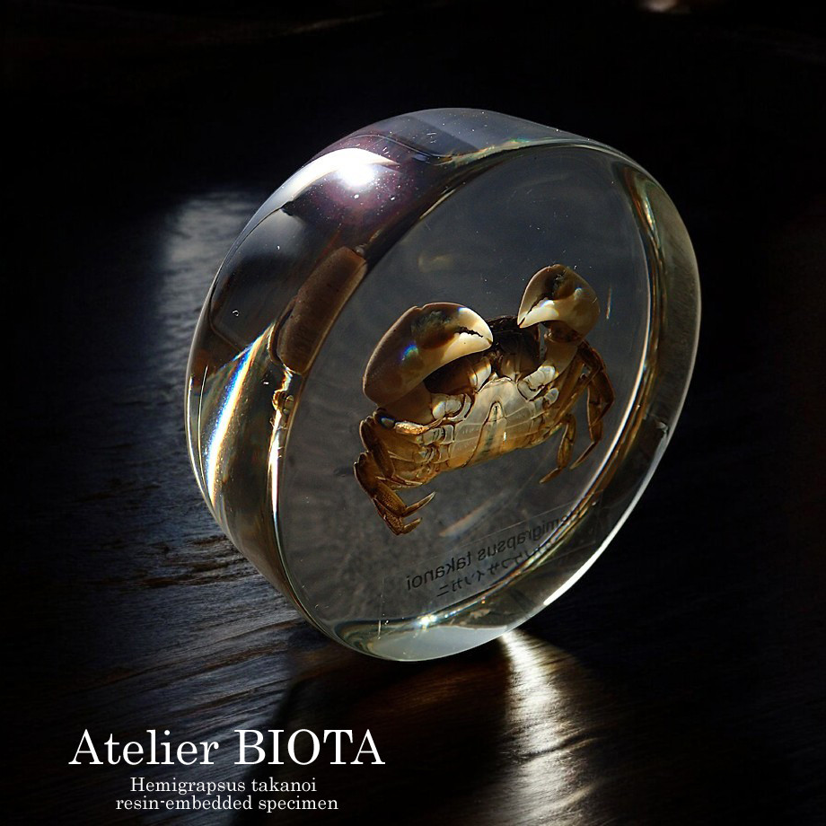 タカノケフサイソガニ樹脂封入標本 L (木製標本箱入り) 6,438円