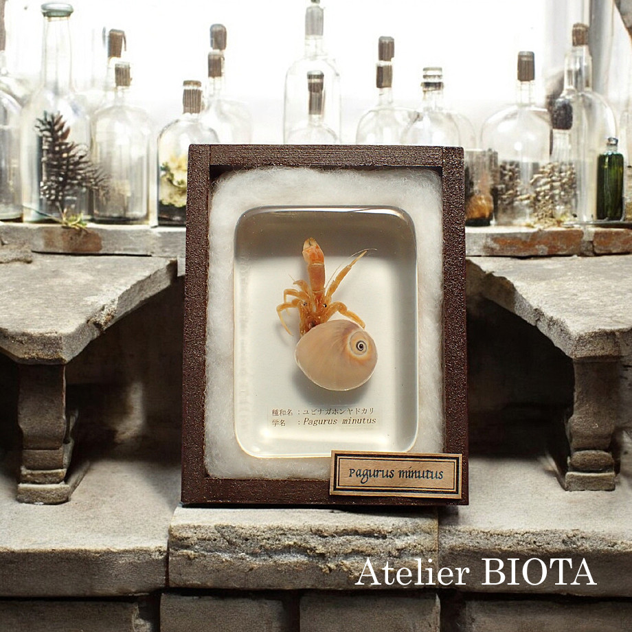 ユビナガホンヤドカリ樹脂封入標本 L (木製標本箱入り) 6,612円