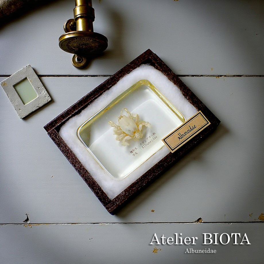 クダヒゲガニ科の一種樹脂封入標本 L (木製標本箱入り)