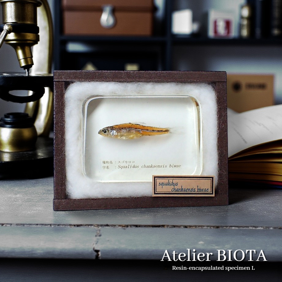 スゴモロコ樹脂封入標本 L (木製標本箱入り)