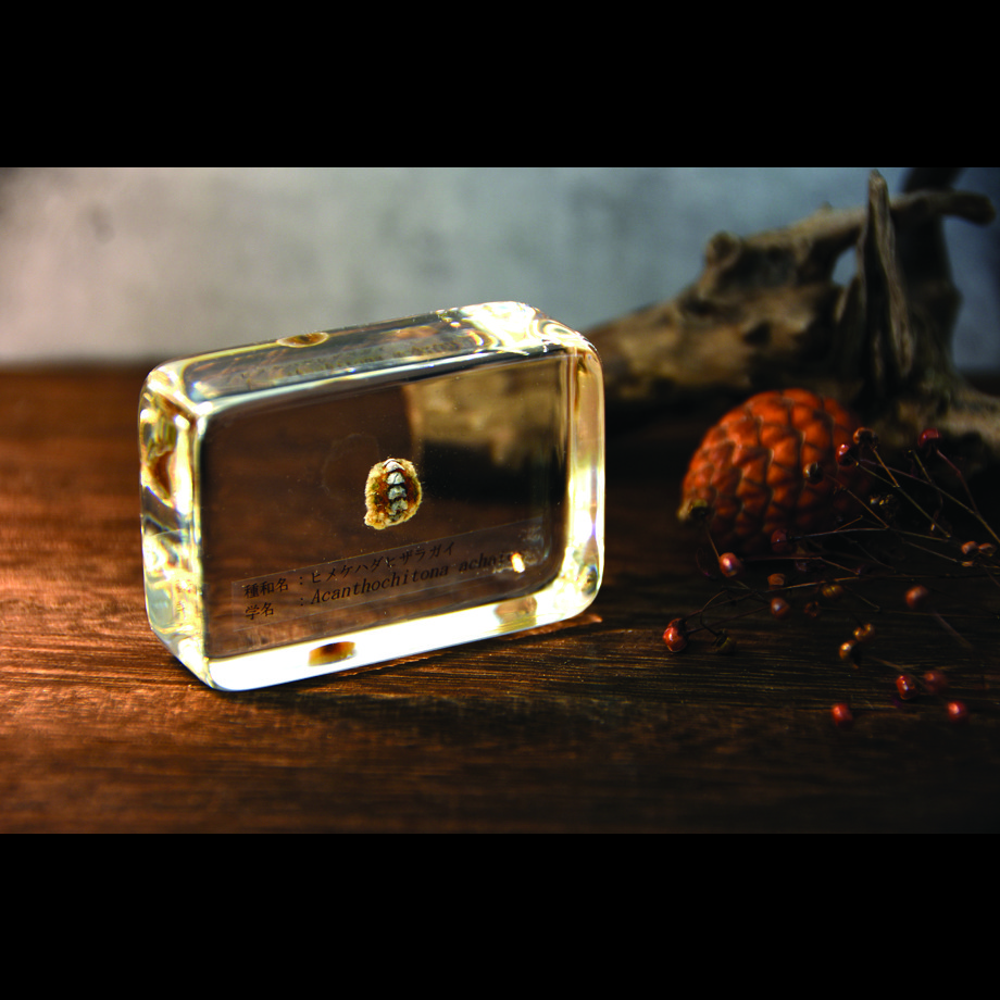 ヒメケハダヒザラガイ樹脂封入標本 M (木製標本箱入り)