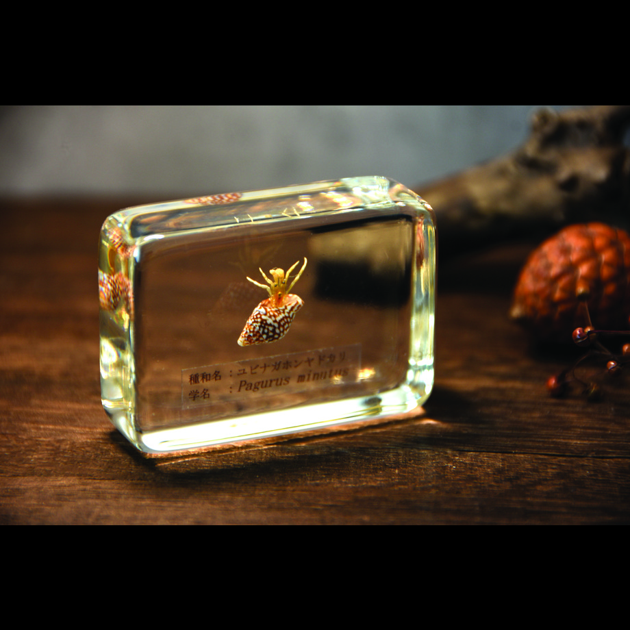 ユビナガホンヤドカリ樹脂封入標本 M (木製標本箱入り)