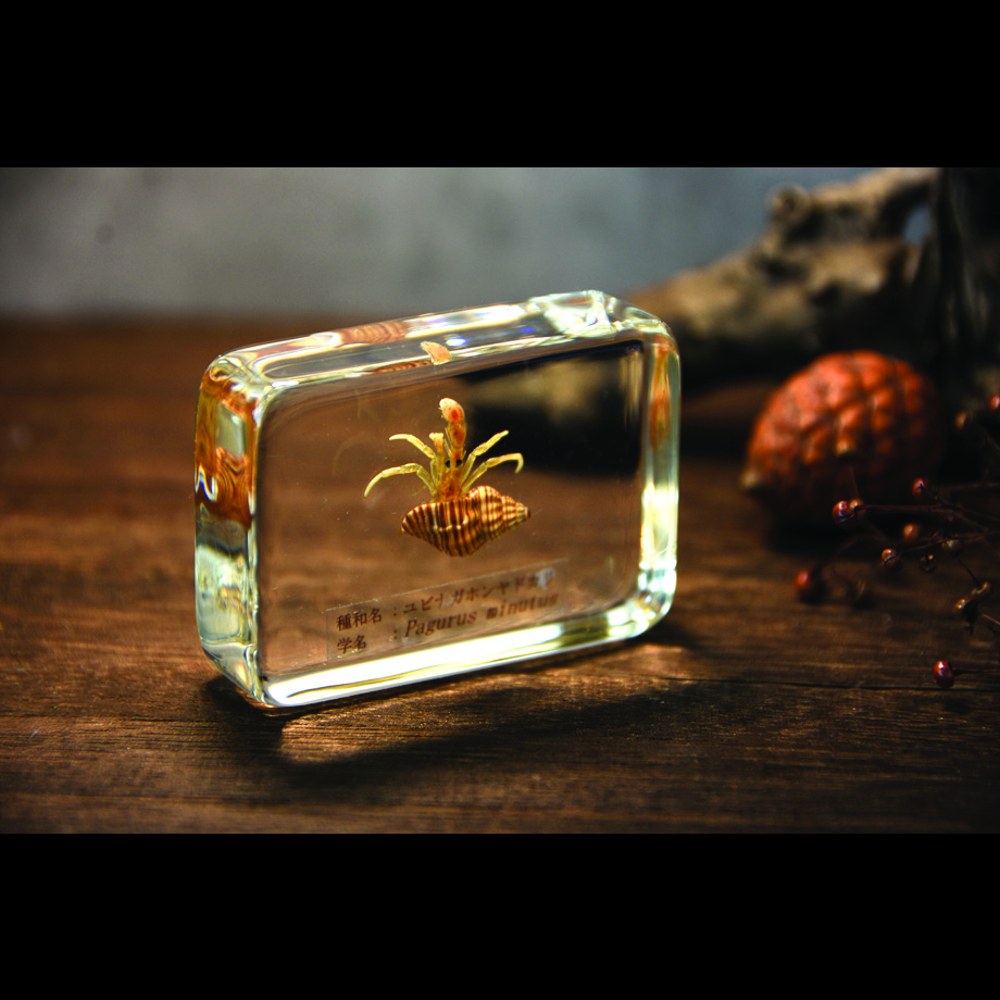 ユビナガホンヤドカリ樹脂封入標本 M (木製標本箱入り)