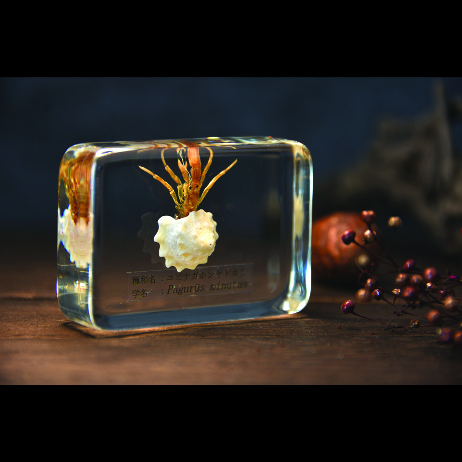 ユビナガホンヤドカリ樹脂封入標本 M (木製標本箱入り)