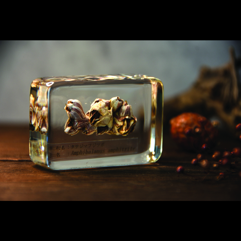 タテジマフジツボ樹脂封入標本 M (木製標本箱入り)