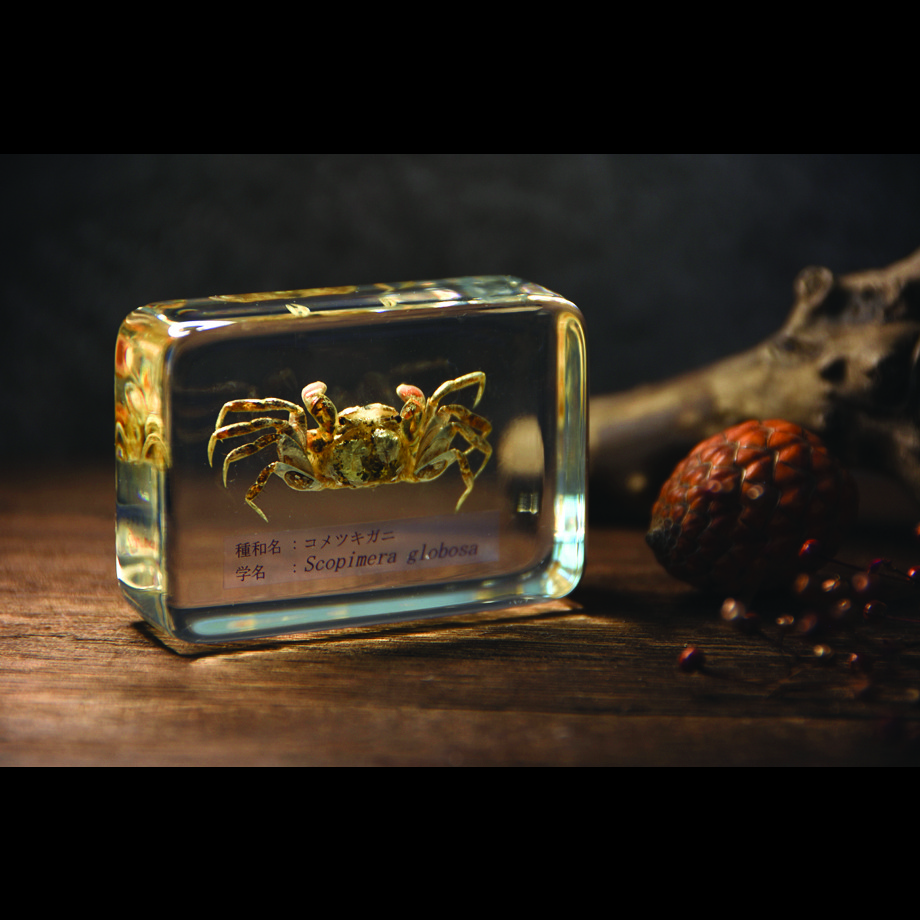 コメツキガニ樹脂封入標本 M (木製標本箱入り)
