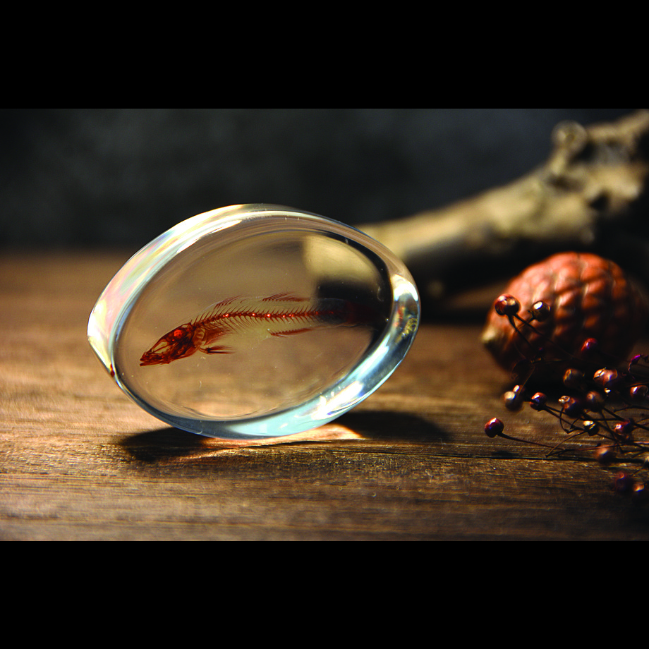 魚類単色染色樹脂封入標本 M (木製標本箱入り)