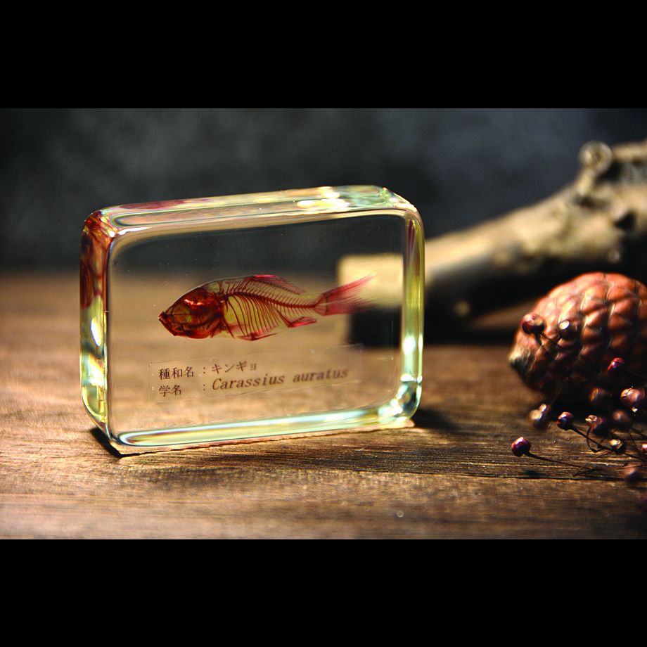 キンギョ単色染色樹脂封入標本 M (木製標本箱入り)