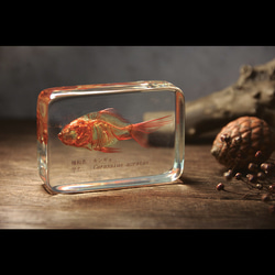 アクリルブロック　泳ぐ金魚 受注制作】 アクリルブロック 泳ぐ金魚1 その他雑貨 Hoko-an