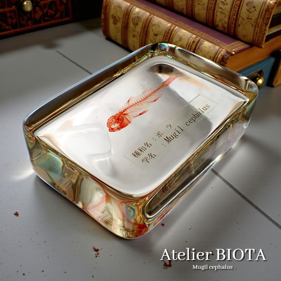 ボラ単色染色樹脂封入標本 M (木製標本箱入り)