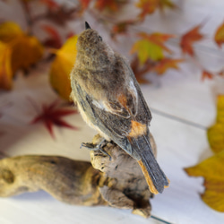 ＊野鳥＊羊毛フェルト ジョウビタキ(メス) 4枚目の画像
