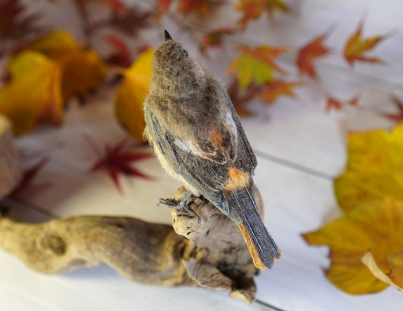 ＊野鳥＊羊毛フェルト ジョウビタキ(メス) 4枚目の画像