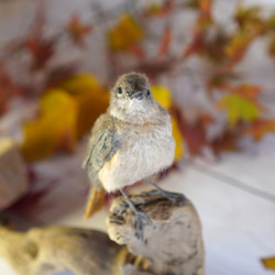 ＊野鳥＊羊毛フェルト ジョウビタキ(メス) 2枚目の画像