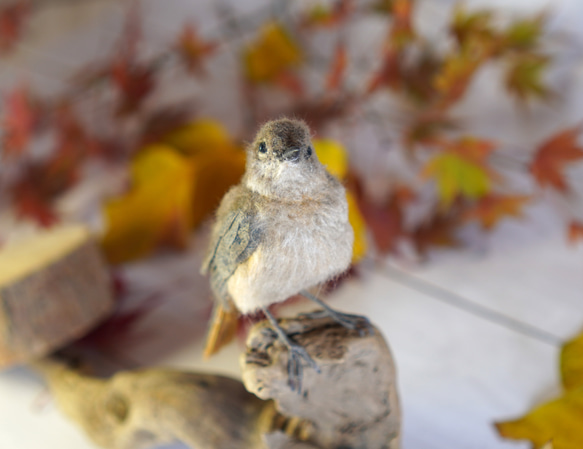 ＊野鳥＊羊毛フェルト ジョウビタキ(メス) 2枚目の画像