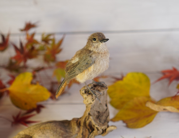 ＊野鳥＊羊毛フェルト ジョウビタキ(メス) 5枚目の画像