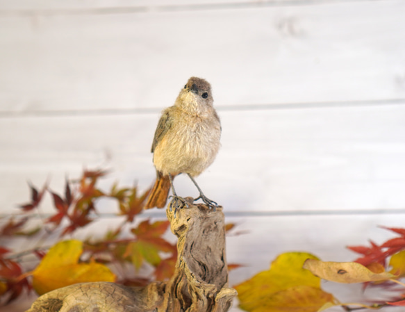 ＊野鳥＊羊毛フェルト ジョウビタキ(メス) 8枚目の画像