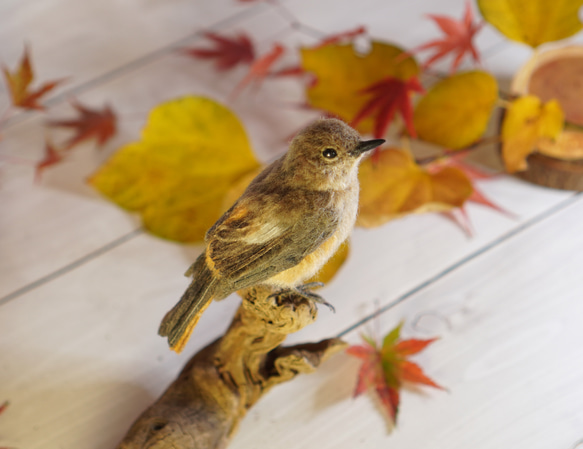 ＊野鳥＊羊毛フェルト ジョウビタキ(メス) 6枚目の画像