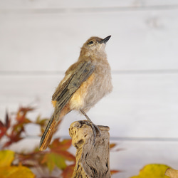 ＊野鳥＊羊毛フェルト ジョウビタキ(メス) 3枚目の画像