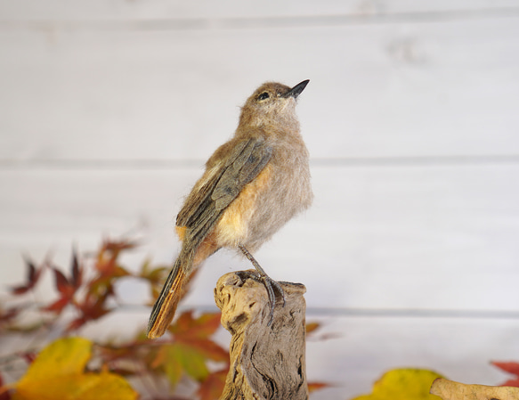 ＊野鳥＊羊毛フェルト ジョウビタキ(メス) 3枚目の画像