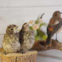 ＊野鳥＊羊毛フェルト ジョウビタキのひなA 8枚目の画像