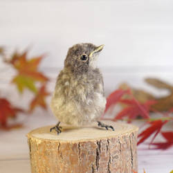 ＊野鳥＊羊毛フェルト ジョウビタキのひなA 7枚目の画像
