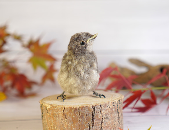 ＊野鳥＊羊毛フェルト ジョウビタキのひなA 7枚目の画像
