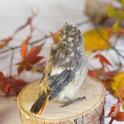 ＊野鳥＊羊毛フェルト ジョウビタキのひなA 3枚目の画像
