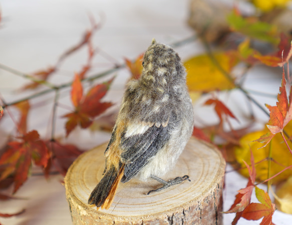 ＊野鳥＊羊毛フェルト ジョウビタキのひなA 3枚目の画像