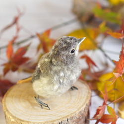 ＊野鳥＊羊毛フェルト ジョウビタキのひなA 4枚目の画像