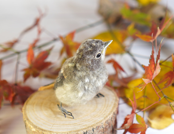 ＊野鳥＊羊毛フェルト ジョウビタキのひなA 4枚目の画像