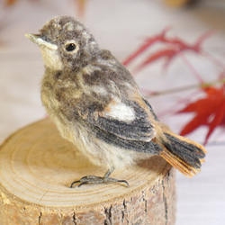 ＊野鳥＊羊毛フェルト ジョウビタキのひなA 5枚目の画像