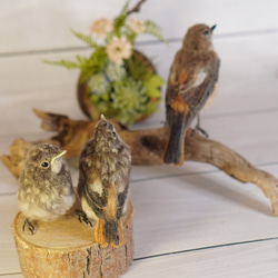 ＊野鳥＊羊毛フェルト ジョウビタキのひなA 9枚目の画像