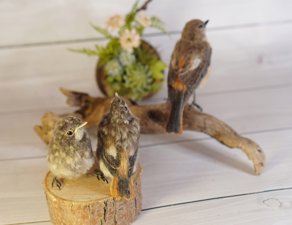 ＊野鳥＊羊毛フェルト ジョウビタキのひなA 9枚目の画像