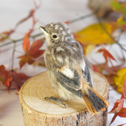 ＊野鳥＊羊毛フェルト ジョウビタキのひなA 1枚目の画像