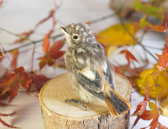 ＊野鳥＊羊毛フェルト ジョウビタキのひなA 1枚目の画像