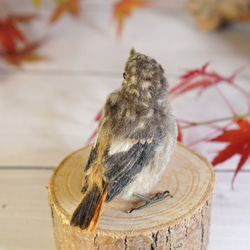 ＊野鳥＊羊毛フェルト ジョウビタキのひなA 6枚目の画像