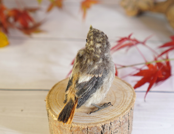 ＊野鳥＊羊毛フェルト ジョウビタキのひなA 6枚目の画像