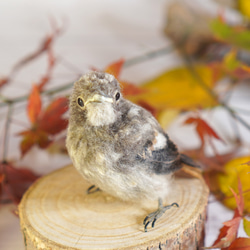 ＊野鳥＊羊毛フェルト ジョウビタキのひなA 2枚目の画像