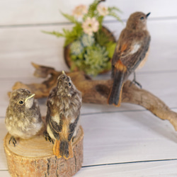 ＊野鳥＊羊毛フェルト ジョウビタキのひなB 9枚目の画像