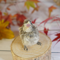 ＊野鳥＊羊毛フェルト ジョウビタキのひなB 2枚目の画像