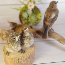 ＊野鳥＊羊毛フェルト ジョウビタキのひなB 8枚目の画像