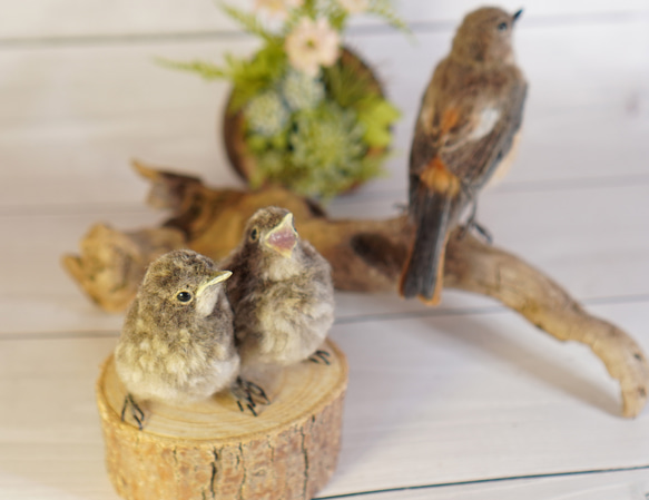 ＊野鳥＊羊毛フェルト ジョウビタキのひなB 8枚目の画像