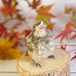 ＊野鳥＊羊毛フェルト ジョウビタキのひなB 7枚目の画像