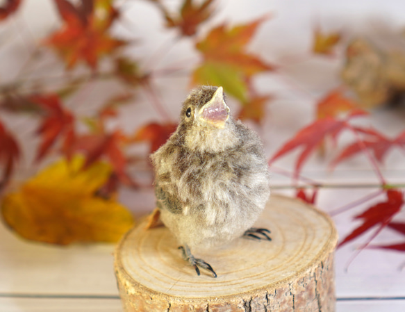 ＊野鳥＊羊毛フェルト ジョウビタキのひなB 7枚目の画像