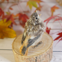 ＊野鳥＊羊毛フェルト ジョウビタキのひなB 4枚目の画像