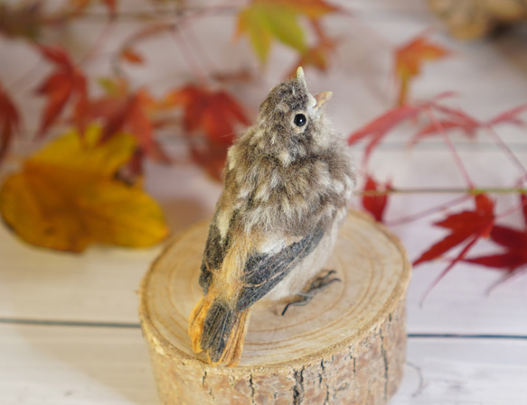 ＊野鳥＊羊毛フェルト ジョウビタキのひなB 4枚目の画像