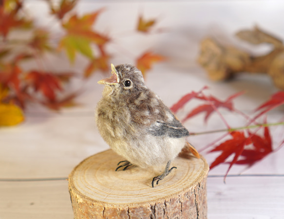 ＊野鳥＊羊毛フェルト ジョウビタキのひなB 1枚目の画像