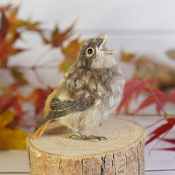 ＊野鳥＊羊毛フェルト ジョウビタキのひなB 6枚目の画像