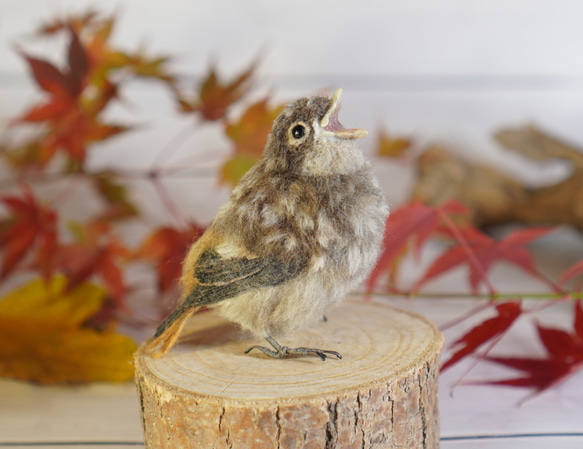 ＊野鳥＊羊毛フェルト ジョウビタキのひなB 6枚目の画像